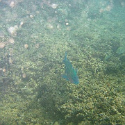 Picture 066